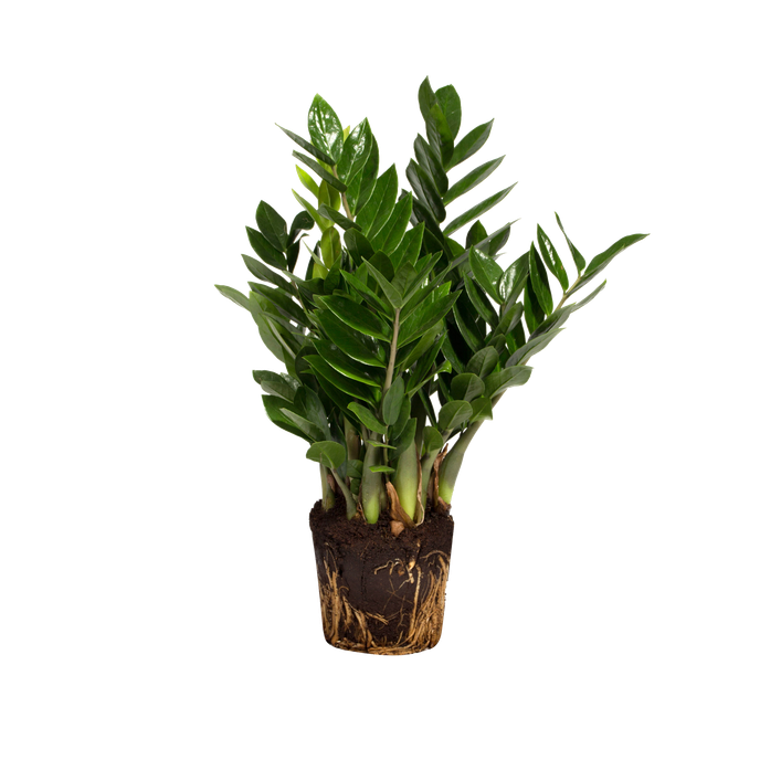 Zamioculcas zamiifolia